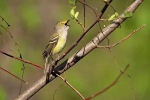 Singing Prints: White-eyed vireo (Vireo griseus) male