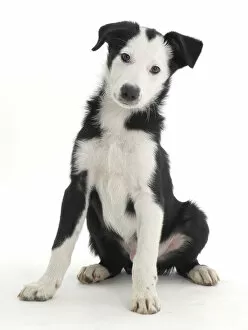 Animal Theme Gallery: White-faced black-and-white Border Collie puppy