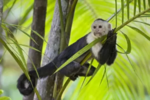 White-faced Capuchin (Cebus capucinus imitator) resting in palm tree.Osa Peninsula