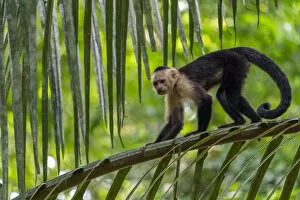 Images Dated 25th August 2020: White-faced Capuchin (Cebus capucinus imitator) Carara National Park, Costa Rica