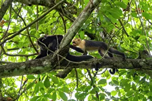 Monkey Prints: White-faced capuchin (Cebus capucinus imitator) approaching a female Mantled howler monkey (Alouatta palliata)