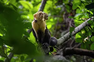 Monkey Prints: White-faced capuchin (Cebus capucinus imitator) female sitting in tree carrying infant on her back