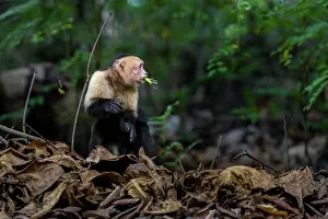 Monkey Prints: White-faced capuchin (Cebus capucinus imitator) sitting on forest floor feeding on a grasshopper