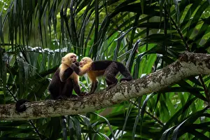 Monkey Prints: White-faced capuchins (Cebus capucinus imitator) juvenile and adult squabbling over food