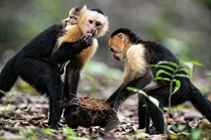 Exotic Fruit Prints: Two White-faced capuchins (Cebus imitator)