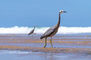 Wave Prints: Two White-faced herons (Egretta novaehollandiae) walking through shallow water on beach