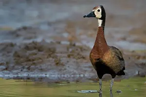 Jesus Bird Prints: White-faced whistling duck (Actophilornis africanus) standing on riverbank