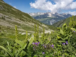 White false hellebore (Veratrum album) growing on a mountainside, Alps, Engadine, Switzerland. July