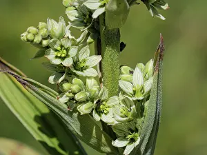 Poisonous Organism Prints: White false helleborine (Veratrum album) in flower, Mt Dole, Jura, Switzerland. July