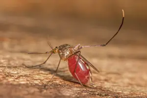 Parasite Prints: White-footed woods mosquito (Psorophora ferox) filled with human blood