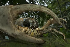 Central Africa Gallery: White forest crab (Cardisoma armatum) portrait, seen through claw, Island of Principe