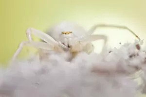 Arachnids Gallery: White form of goldenrod crab spider (Misumenia vatia) camouflaged on umbelliferae