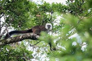 Republic Of Madagascar Prints: White-fronted brown lemur (Eulemur albifrons) male