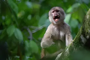 Cebidae Prints: White-fronted capuchin (Cebus albifrons) in tree calling
