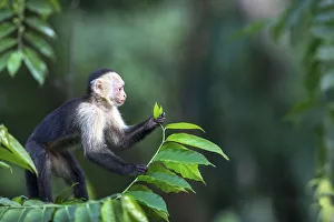 Cebidae Prints: White fronted capuchin monkey (Cebus capucinus) feeding, March, Costa Rica