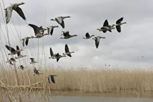 Wild Wonders of Europe 4 Gallery: White fronted geese (Anser albifrons) in flight, Durankulak Lake, Bulgaria, February 2009