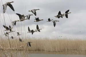 White fronted geese (Anser albifrons) in flight, Durankulak Lake, Bulgaria, February 2009 White fronted geese (Anser albifrons) in flight, Durankulak Lake, Bulgaria, February 2009