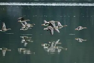 True Goose Prints: White fronted geese (Anser albifrons) flock in flight