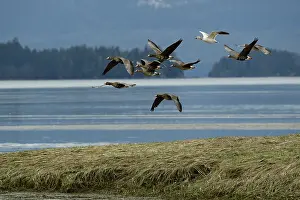 True Goose Prints: White fronted geese (Anser albifrons) flock and single Snow goose (Chen caerulescens) in flight