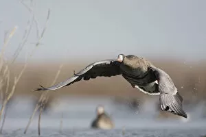 White fronted goose (Anser albifrons) just after taking off, Durankulak Lake, Bulgaria