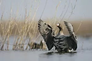 Images Dated 23rd February 2009: White fronted goose (Anser albifrons) flapping wings, Durankulak Lake, Bulgaria