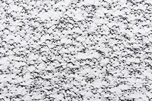 Mass Prints: White-fronted goose (Anser albifrons) flock in flight, Durankulak Lake, Bulgaria