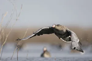 White fronted goose (Anser albifrons) just after taking off, Durankulak Lake, Bulgaria