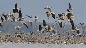 Miispecies Prints: White-fronted goose (Anser albifrons) and Taiga bean goose (Anser fabalis rossicus)