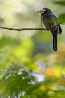 White-fronted nunbird (Monasa morphoeus) perched with lizard prey, Tambopata National Reserve
