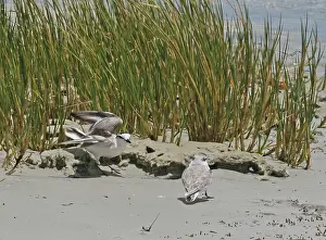True Plover Prints: White-fronted plover (Charadrius marginatus) pair in courtship display at tideline