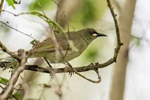 Riverine Forest Prints: White-gaped honeyeater (Lichenostomus unicolor) perched on branch in riverine forest