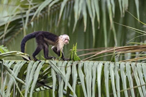 White-headed capuchin (Cebus capucinus) walking on giant palm-tree, Costa Rica