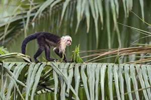 Arecales Prints: White-headed capuchin (Cebus capucinus) walking on giant palm-tree, Costa Rica