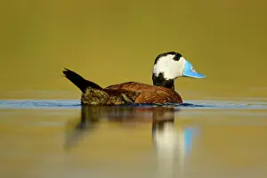 Castilla La Mancha Prints: White-headed duck (Oxyura leucocephala) on water in wetland