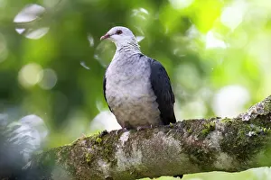 Pigeon Prints: White-headed pigeon (Columba leucomela) perched on branch