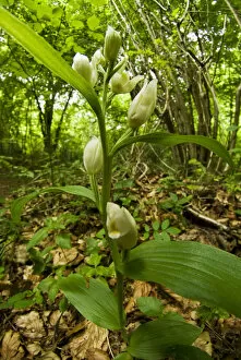 Orchid Gallery: White helleborine (Cephalanthera damasonium) at Buckholt Wood, Gloucestershire, England