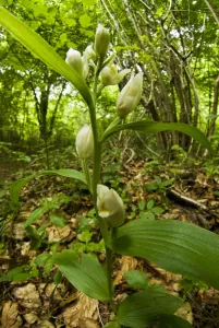 White helleborine (Cephalanthera damasonium) at Buckholt Wood, Gloucestershire, England