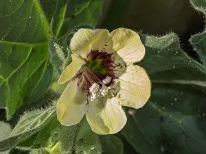 Gargano Prints: White henbane (Hyoscyamus albus) in flower