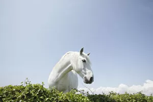 White horse, The Burren region, County Clare, Ireland, June 2009