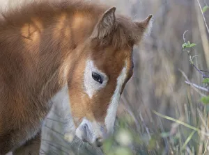 White horse of the Camargue foal with its brown baby coat