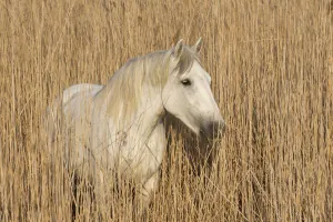 Wetlands Prints: White horse of the Camargue, amongst reeds on marsh, Camargue, Southern France