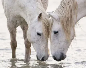 France Prints: Two white horses of the Camargue, head to head at water, Camargue, Southern France