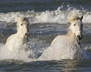 Two white horses of the Camargue, running through the sea, Camargue, Southern France
