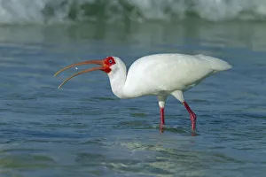White Ibis (Eudocimus albus) feeding off Fort Myers beach, Gulf Coast, Florida, USA