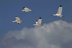White ibis (Eudocimus albus) group of four in flight above clouds, Fort Myers Beach