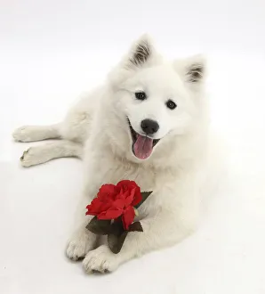 Domestic Prints: White Japanese Spitz dog, Sushi, 6 months old, holding a red rose