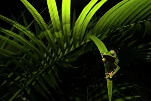 Hylidae Prints: White-lined leaf frog (Phyllomedusa vaillantii) hunting amongst palm leaves at night