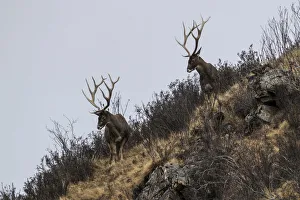 Sichuan Prints: White-lipped deer (Cervus albirostris) stags in mountain landscape, Serxu County