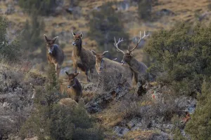 Sichuan Prints: White-lipped deer (Cervus albirostris) walking on the Tibetan plateau, Serxu