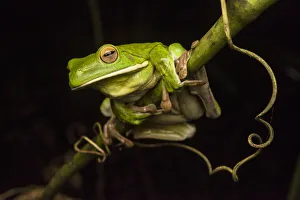 Amphibia Prints: White-lipped green tree frog (Litoria infrafrenata) clinging on to a branch